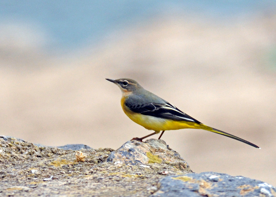 Sortie observation des oiseaux